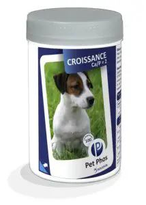meilleur-alimentation-chiotjack-russell