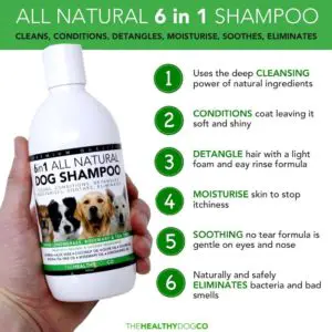 meilleur-shampoing-labrador-retriever