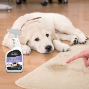 Comment rendre propre un chien - Education à la propreté du chiot - produit pour le sol
